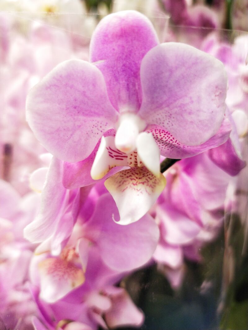 Орхидея Фаленопсис иультифлора 2 pp Beaution 40+ 12/40 Голландия